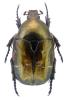 Potosia cuprea olivacea